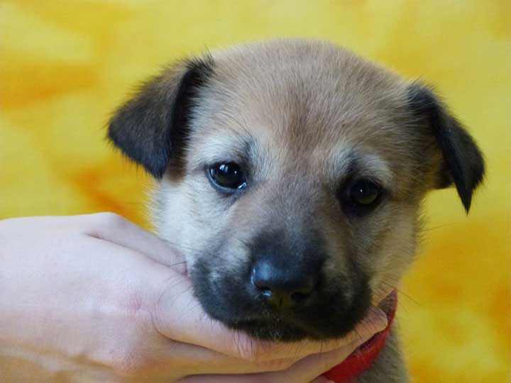 chinook puppy